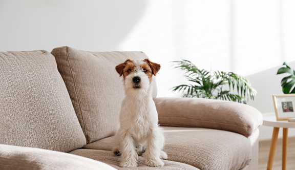 A small white dog with brown spots sits on a beige couch