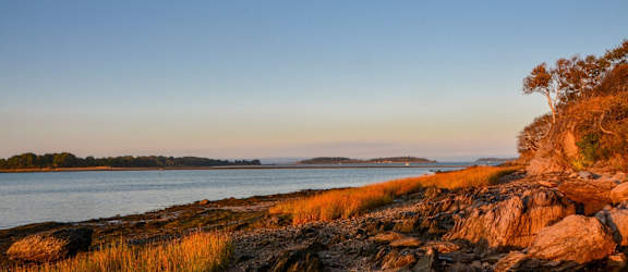 A rocky shoreline with grasses and a tree on the right side.