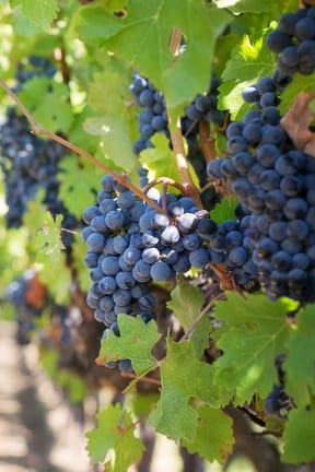 Vineyard at Vista Promenade Apartments, Temecula, 92591