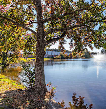 A tree stands in front of a lake with a building in the background.
