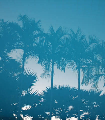 A group of palm trees are reflected in the water.