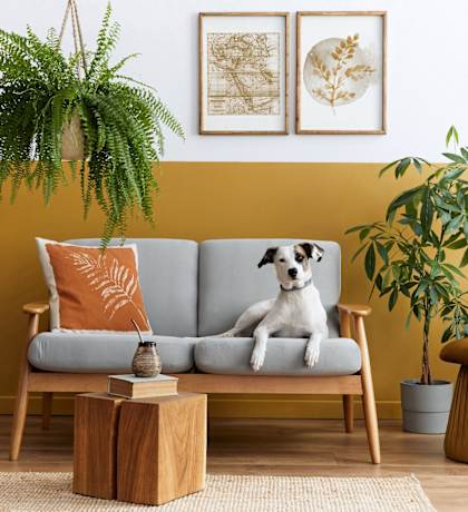 Dog Couch Gold