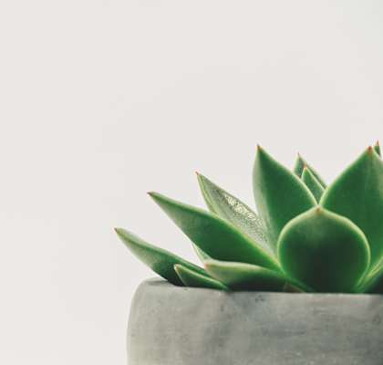 a small succulent plant in a concrete pot on a white background