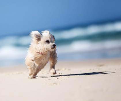 Small white dog running on the beach at Mainstreet Apartments, Clearwater, Florida 33756