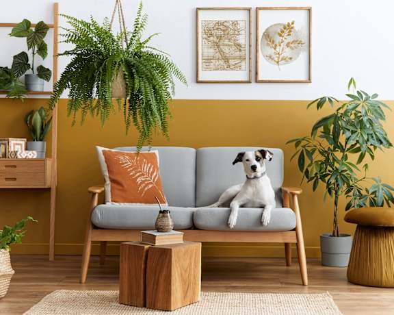 Dog Couch Gold