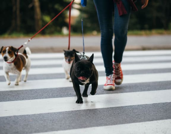 Dog Walker at The Lincoln Apartments, Raleigh, North Carolina