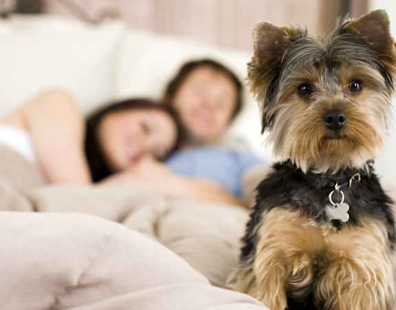 Adorable Small Dog Sitting on Bed with Owners