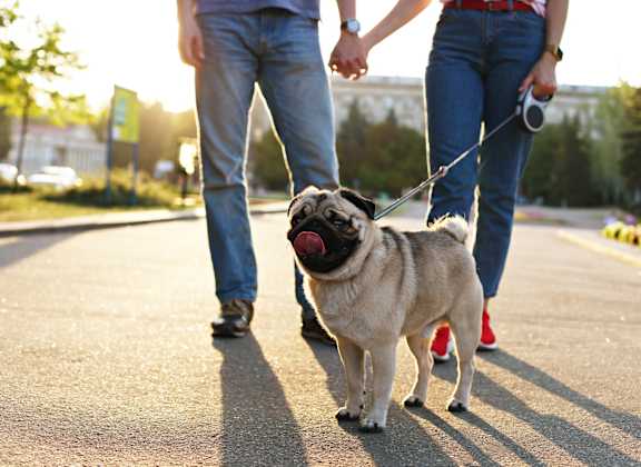 Couple Holding Hands and Walking Adorable Dog on Leash