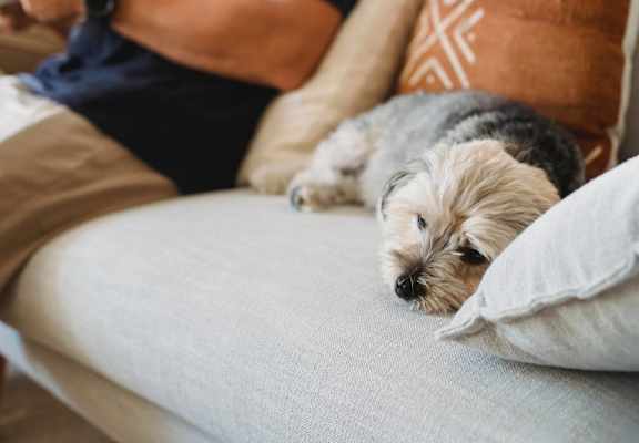 Dog Lounging on Sofa at Heritage Cove, Stuart, FL 34997