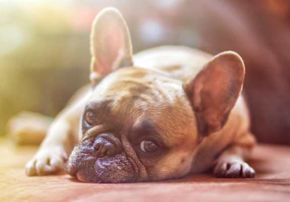 a small dog laying down on the floor