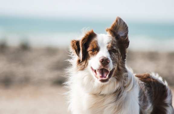 A happy dog is standing on a beach.