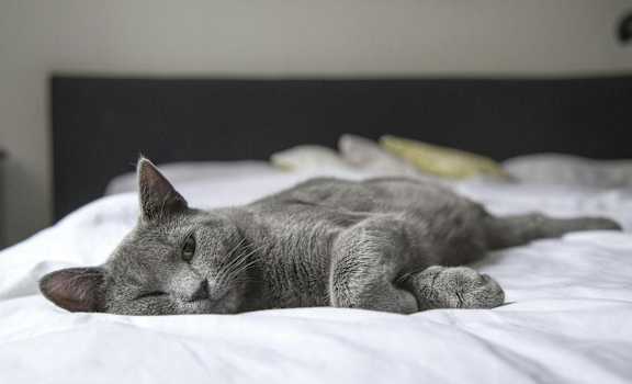 A grey cat is lying on a white bed.