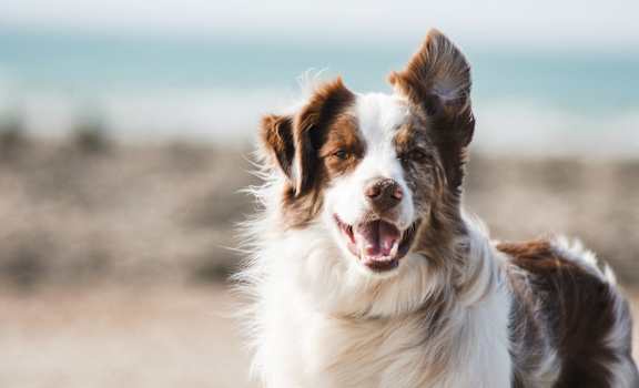A happy dog is standing on a beach.