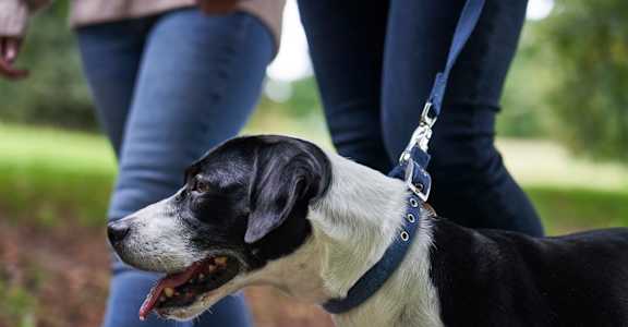 Black and white dog at Triton Glen, Virginia, 23060