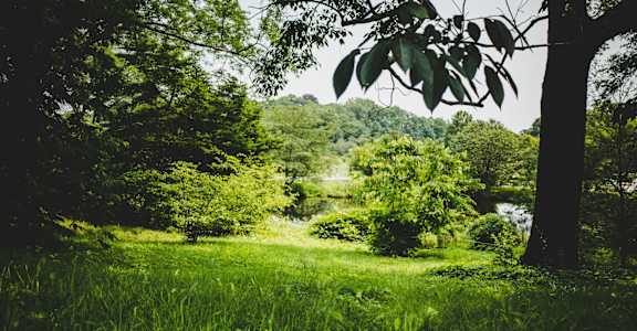 a grassy field with trees and a river in the background