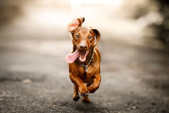 a small brown dog running on a street with its tongue out