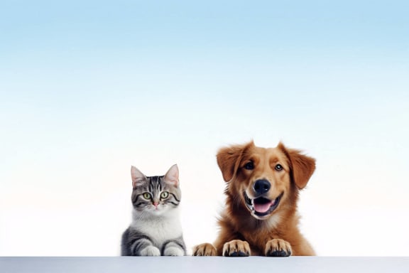 a dog and a cat sitting next to each other