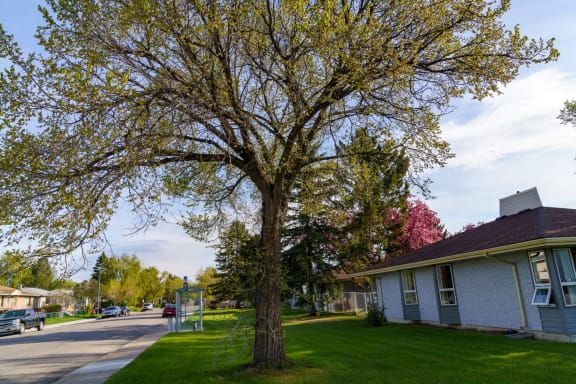 a tree in front of a house