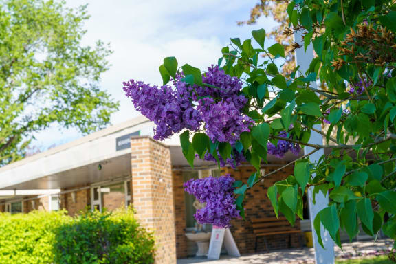 a tree with purple flowers in front of a building