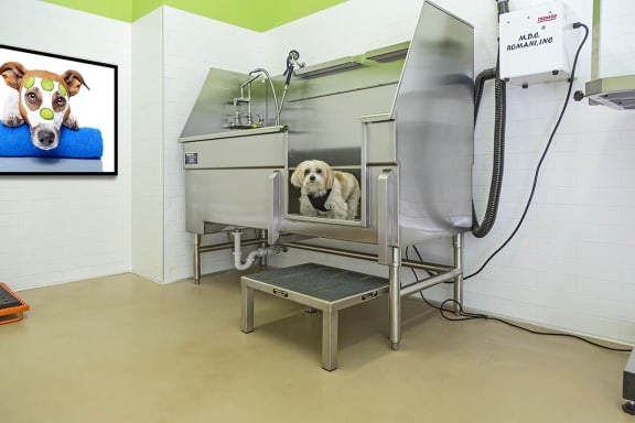 Pet bath at The View at Horizon Ridge, Henderson, NV