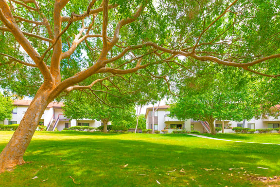 Village Park Apartments in Encinitas, CA, offers a park like setting with wide open green spaces!