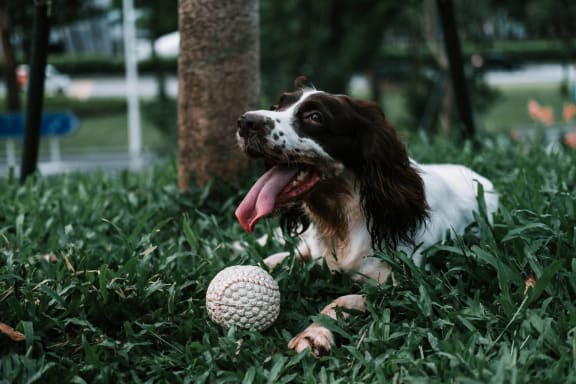Puppy with a Ball at University Village Apartments, 80918