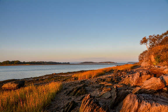 A rocky shoreline with grasses and a tree on the right side.