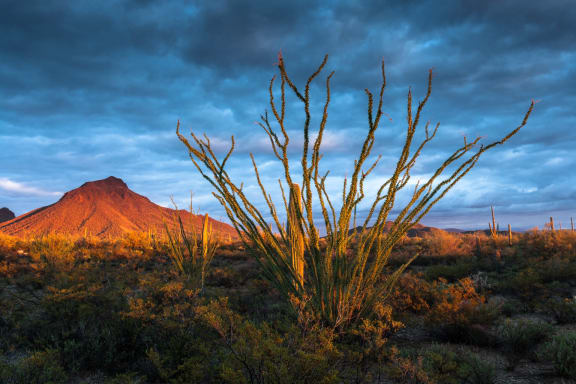 View of Arizona Desert on Cloudy Day