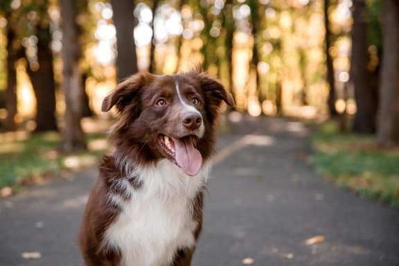 Adorable Brown and White Dog Sitting on Path in Park with Tongue Out