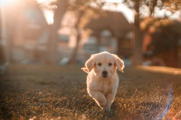 A small, fluffy, light-colored puppy is running across a grassy field.