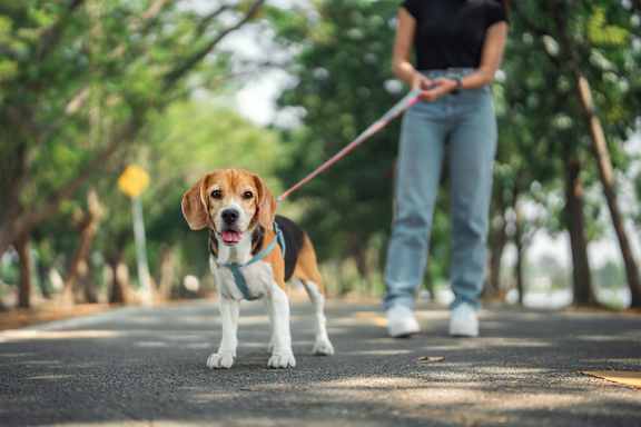 A woman walking her beagle dog in a park.