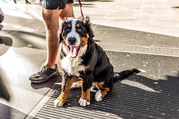A dog with a black, white and brown coat is sitting on a black mat.