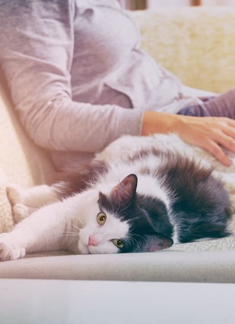 a dog and a cat are sleeping on a bed at The Safford, Arizona, 85743