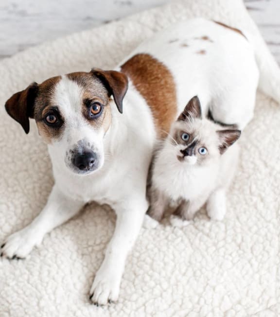 Dog and Cat Laying on Blanket Together