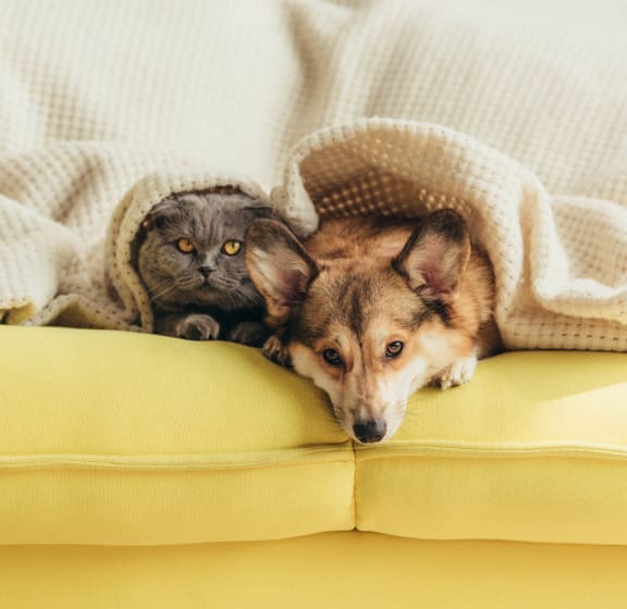 a cat and a dog laying under a blanket on a couch at Lavale Apartments, Monroeville