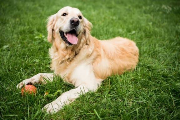 a dog laying in the grass with a ball