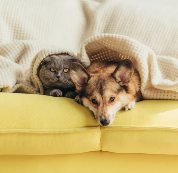 a cat and a dog laying under a blanket on a couch