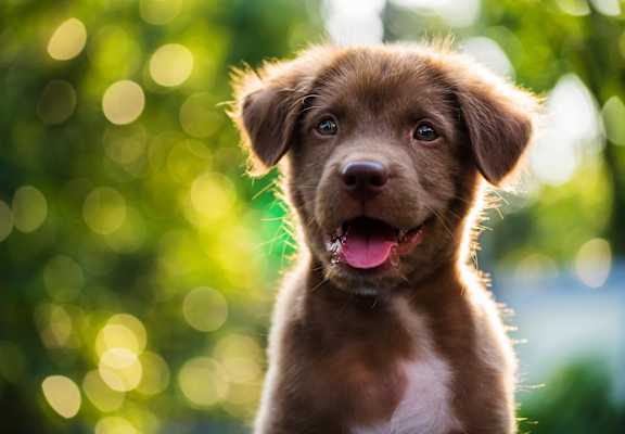 Adorable Brown and White Puppy Smiling with Tongue Out