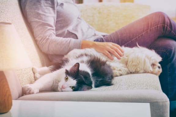 Woman Sitting on Couch with Cat and Dog