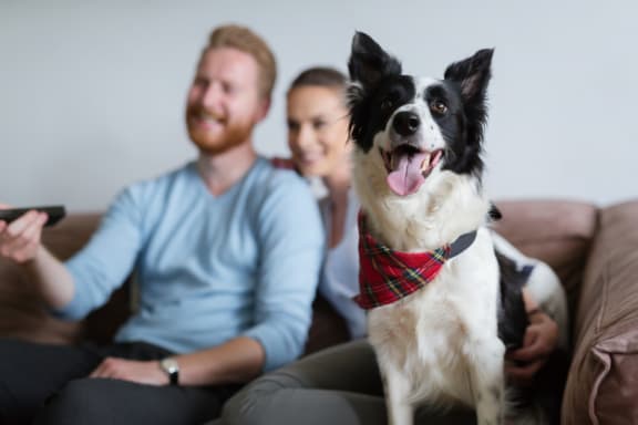 Couple Sitting on Sofa with Adorable Dog