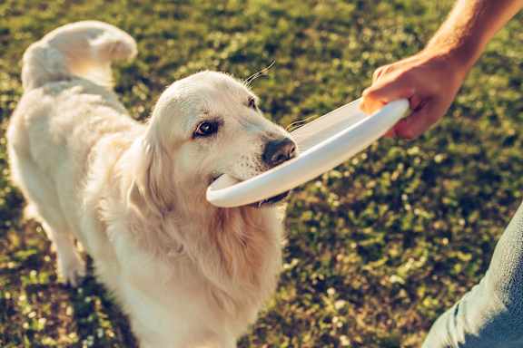 A golden retriever dog is looking at a frisbee held by a person.