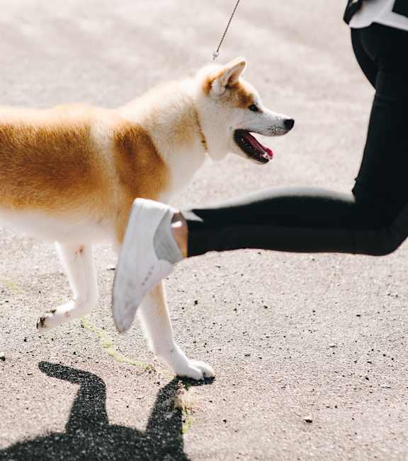 A Shiba Inu dog is being held by a person.
