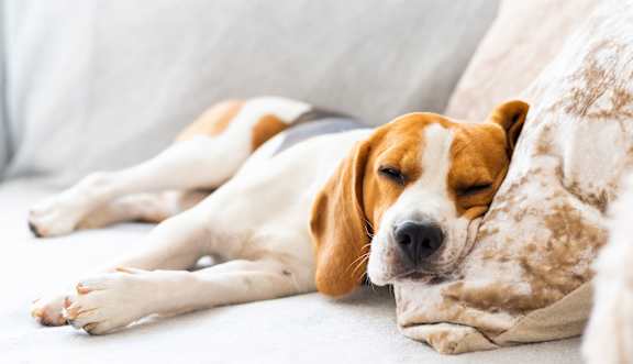 A dog is sleeping on a pillow.