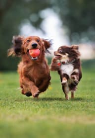 Pet-Friendly Community at Waters Landing in Germantown, MD