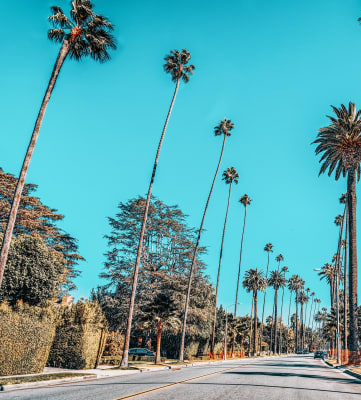 Los-Angeles-Palm-Tree-Lined-Street