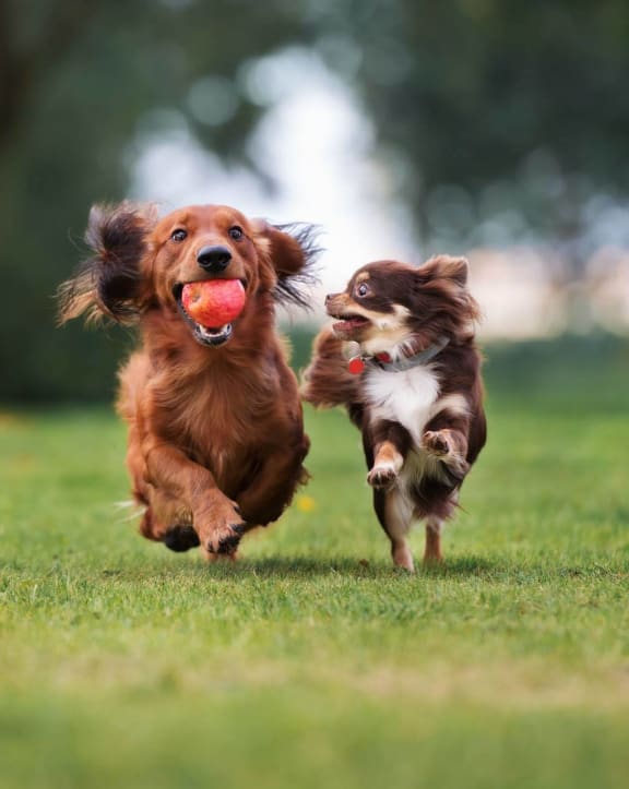 Dogs Running Outdoors at River Crossing Apartments, Georgia 31404