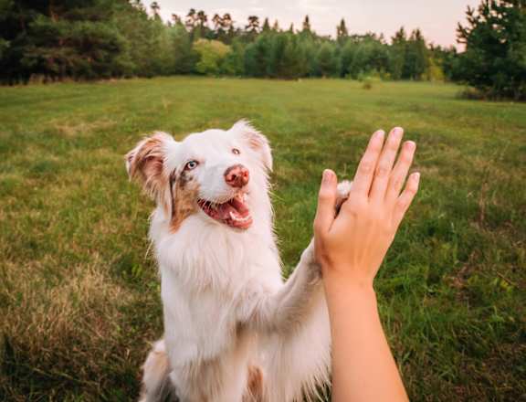 A dog is being petted by a human hand in a field.