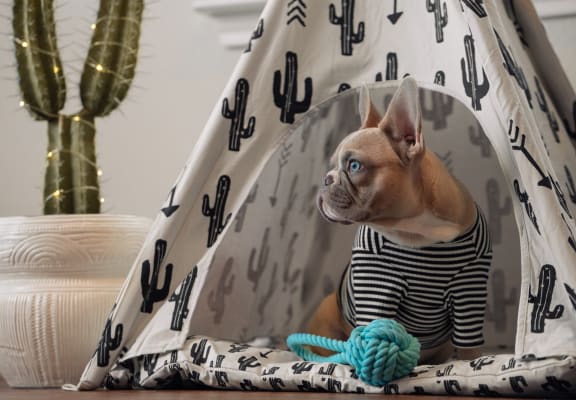 Adorable French Bulldog Sitting in Dog Bed with Toy