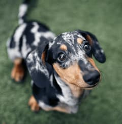 a dachshund looking up at the camera