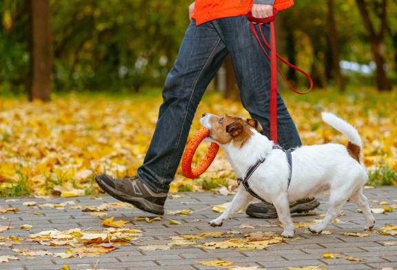 Man Walking Adorable Small Dog Carrying Toy in Mouth